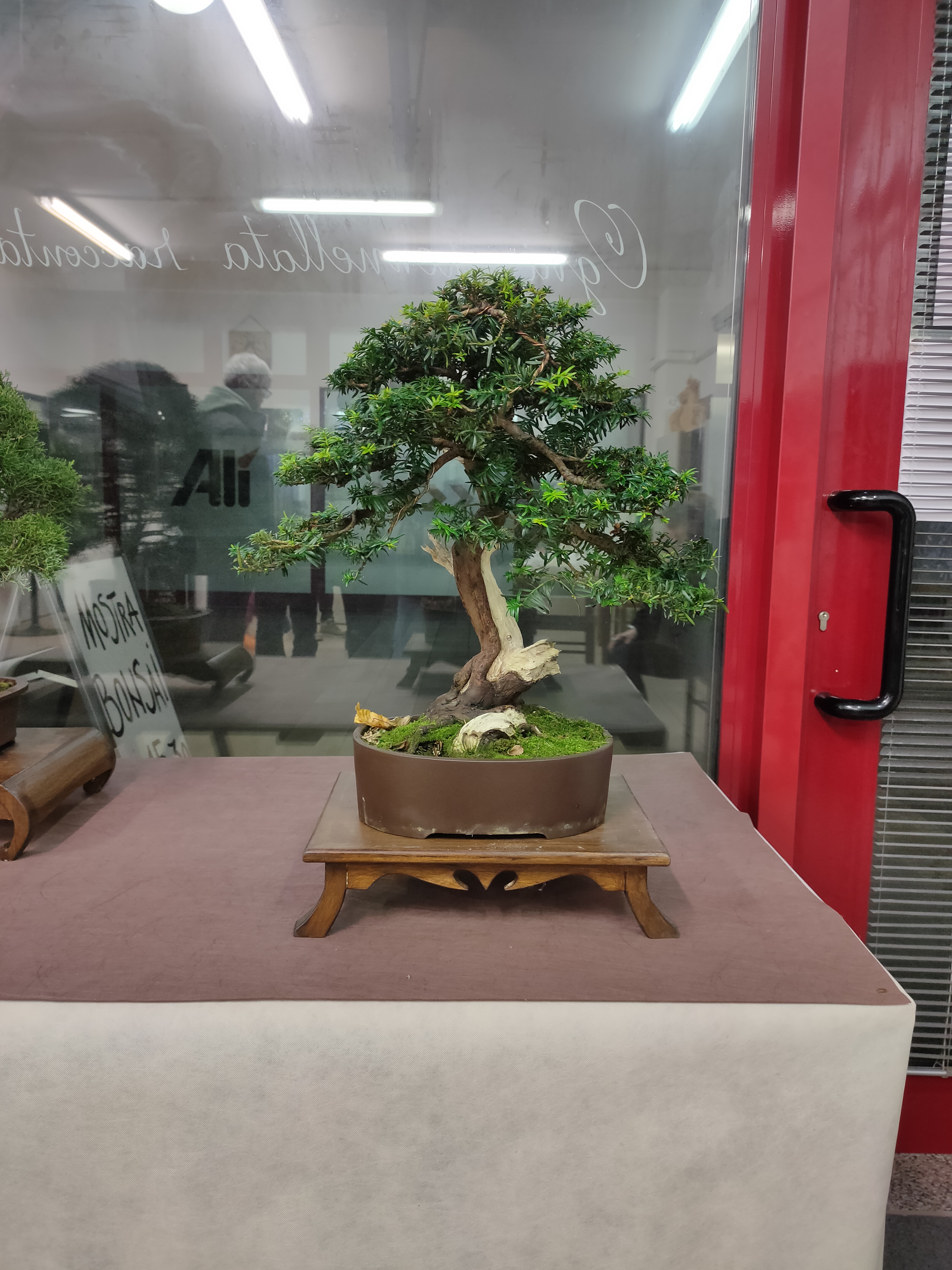 bonsai tasso del socio Uccio.jpg